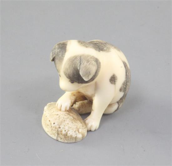 A Japanese walrus ivory netsuke of a puppy, 19th century, height 3.3cm